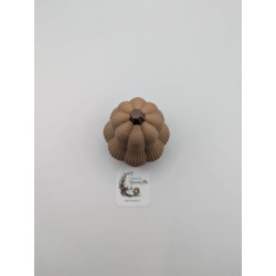 Mini Courge Butternut | mavanya.ch